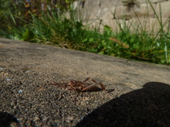 Leptoglossus occidentalis