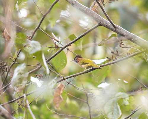Mountain Bulbul