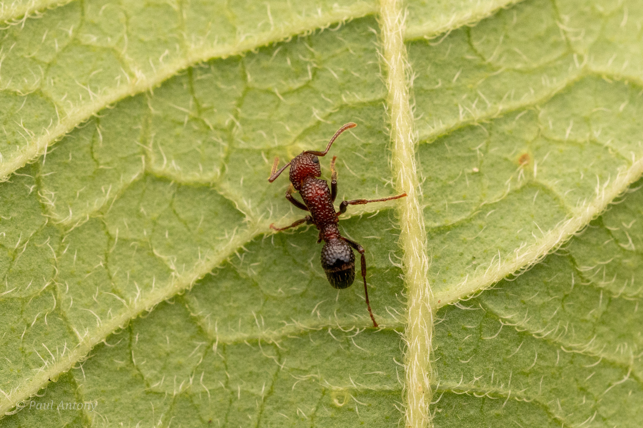 Stictoponera lattkei