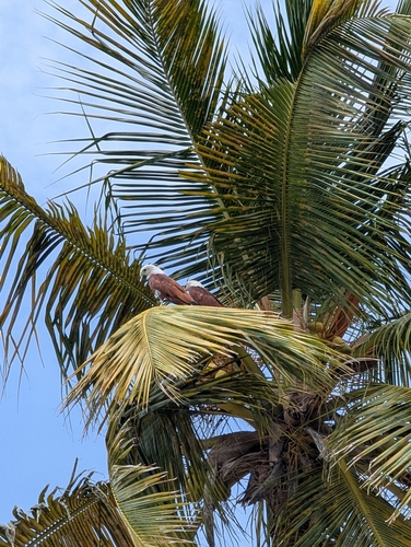 Brahminy Kite (Indian)