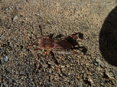 Leptoglossus occidentalis