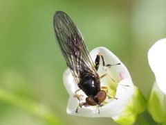 Sphegina