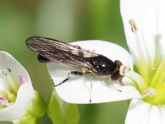 Sphegina
