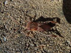 Leptoglossus occidentalis