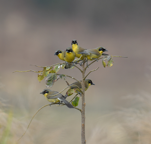 Yellow-throated Laughingthrush