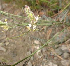 Dalea grayi
