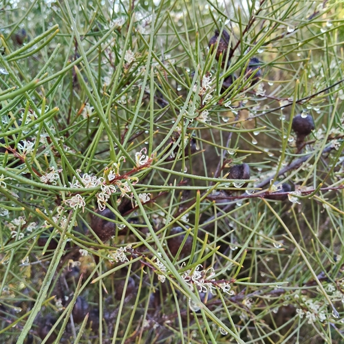 Hakea actites