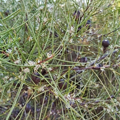 Hakea actites