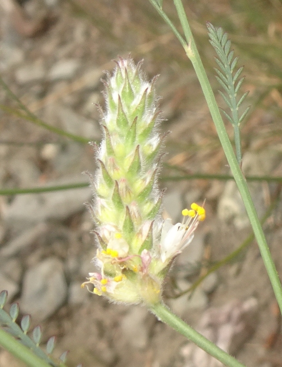 Dalea grayi