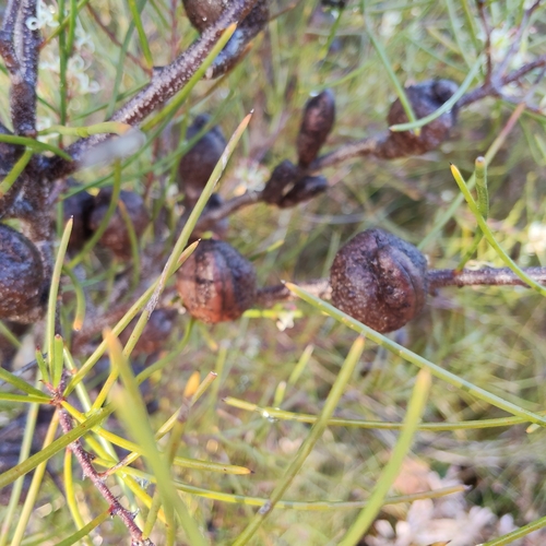 Hakea actites, photograph 1