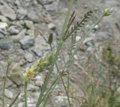 Dalea grayi