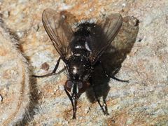 Rhinomorinia sarcophagina