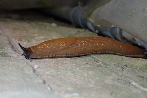 Spanish Slug