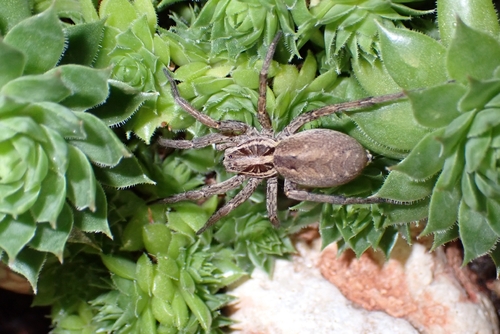 Radiated Wolf Spider