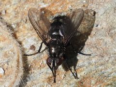 Rhinomorinia sarcophagina