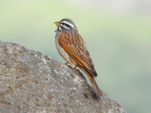 iNaturalist image