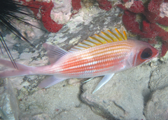 Holocentrus adscensionis