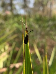 Adela caeruleella