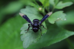 Odyneropsis apicalis
