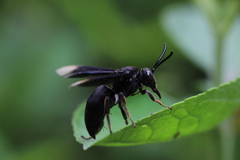 Odyneropsis apicalis