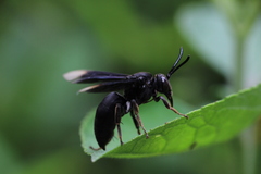 Odyneropsis apicalis