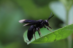 Odyneropsis apicalis