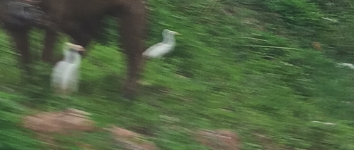 Eastern Cattle-Egret