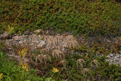 Geum pentapetalum observed 2026-08-22