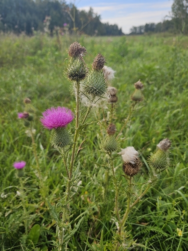 Bull Thistle