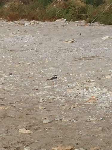 Common Ringed Plover