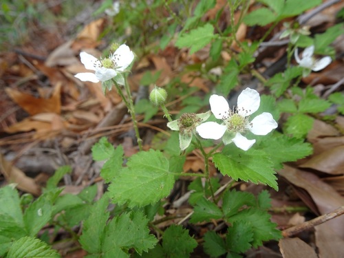 Arizona dewberry (Rubus arizonensis)