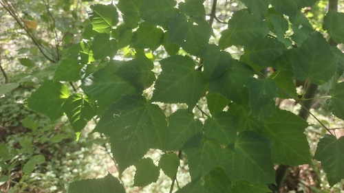 Acer davidii observed 2026-08-24