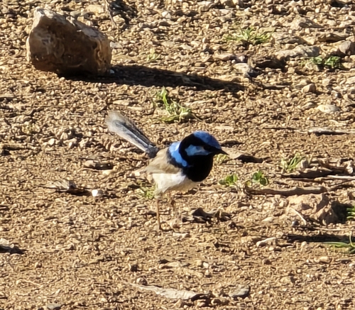 Superb Fairywren