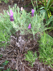 Lavandula stoechas