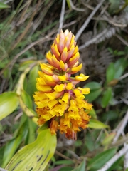 Elleanthus aurantiacus