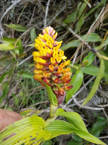 Elleanthus aurantiacus, photograph 2