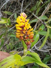 Elleanthus aurantiacus, photograph (c) Efrain Freire, some rights reserved (CC BY)