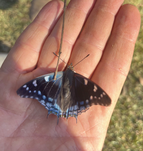 Blue Spangled Prince