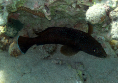 Cephalopholis fulva