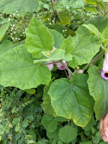 Martynia annua, photograph 5