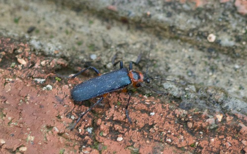 Themus licenti