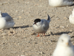 Sterna hirundo