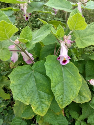 Martynia annua, photograph 6