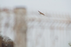 Chordeiles acutipennis