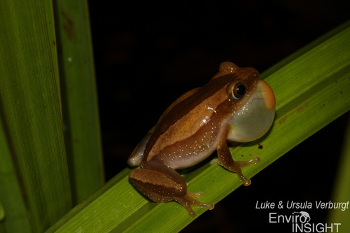 Fornasini's Spiny Reed Frog