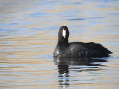 Fulica americana