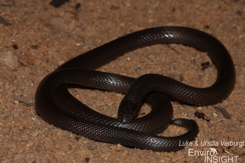 Southern Stiletto Snake