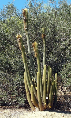 Golden column (Weberbauerocereus winterianus)