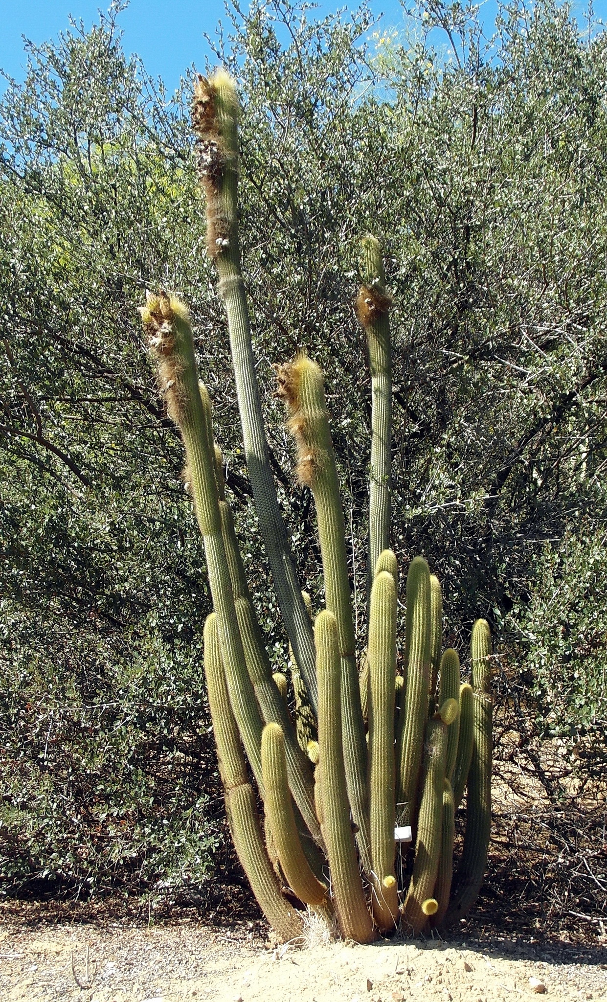 Weberbauerocereus winterianus