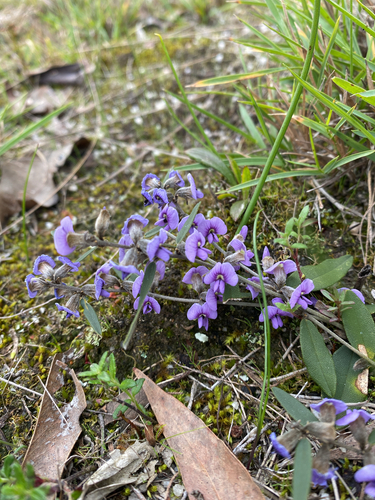 common hovea